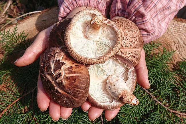 Shitake Mushroom